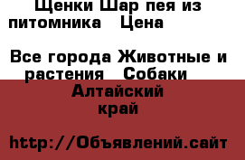 Щенки Шар пея из питомника › Цена ­ 25 000 - Все города Животные и растения » Собаки   . Алтайский край